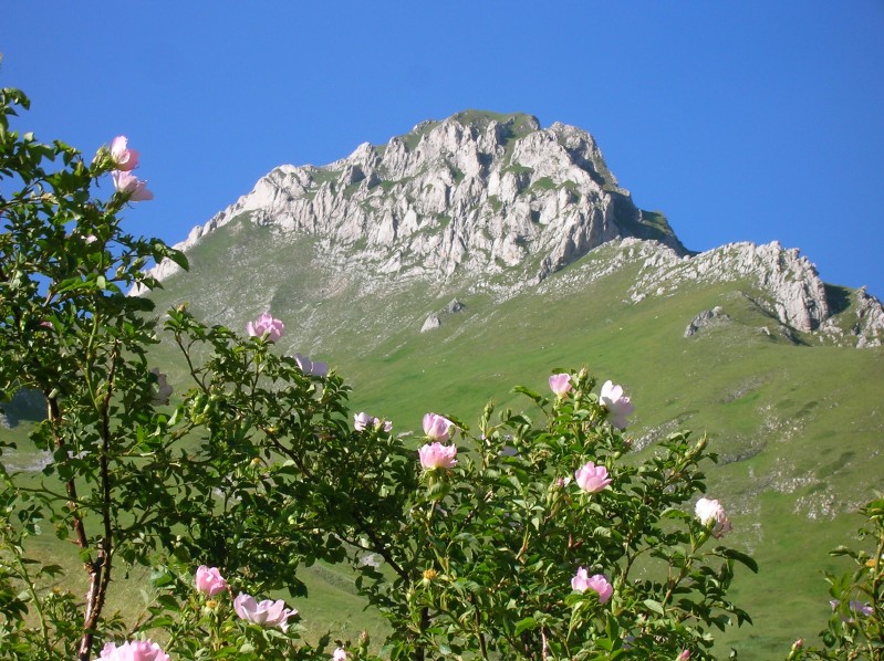 Fioritura di rosa canina
